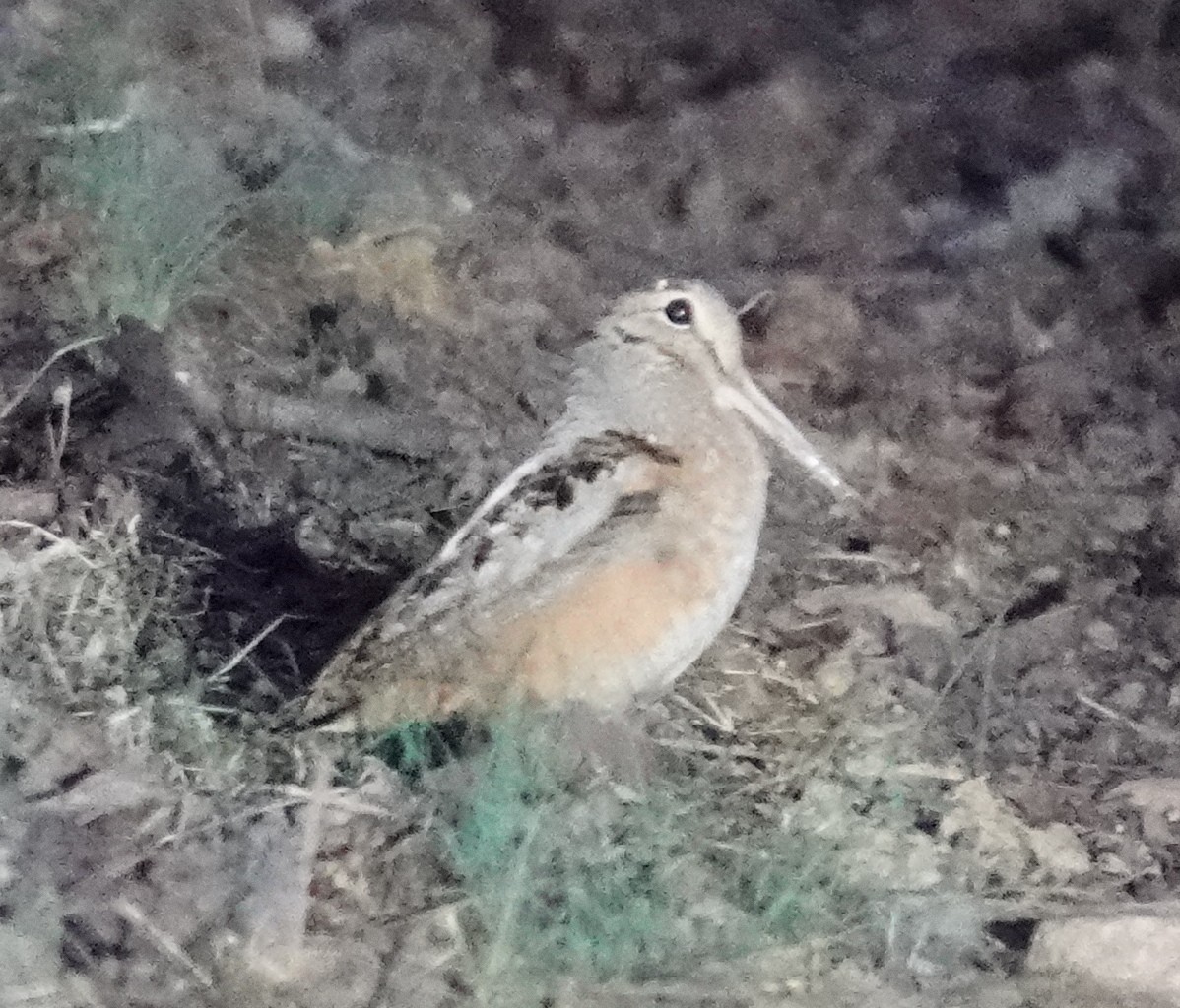 American Woodcock - ML632009001