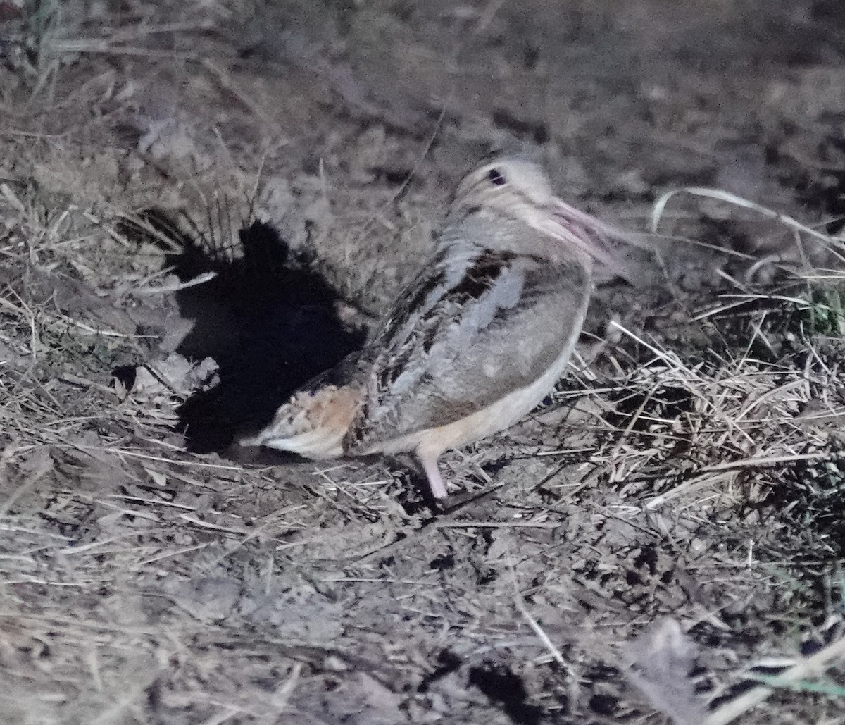 American Woodcock - ML632009003