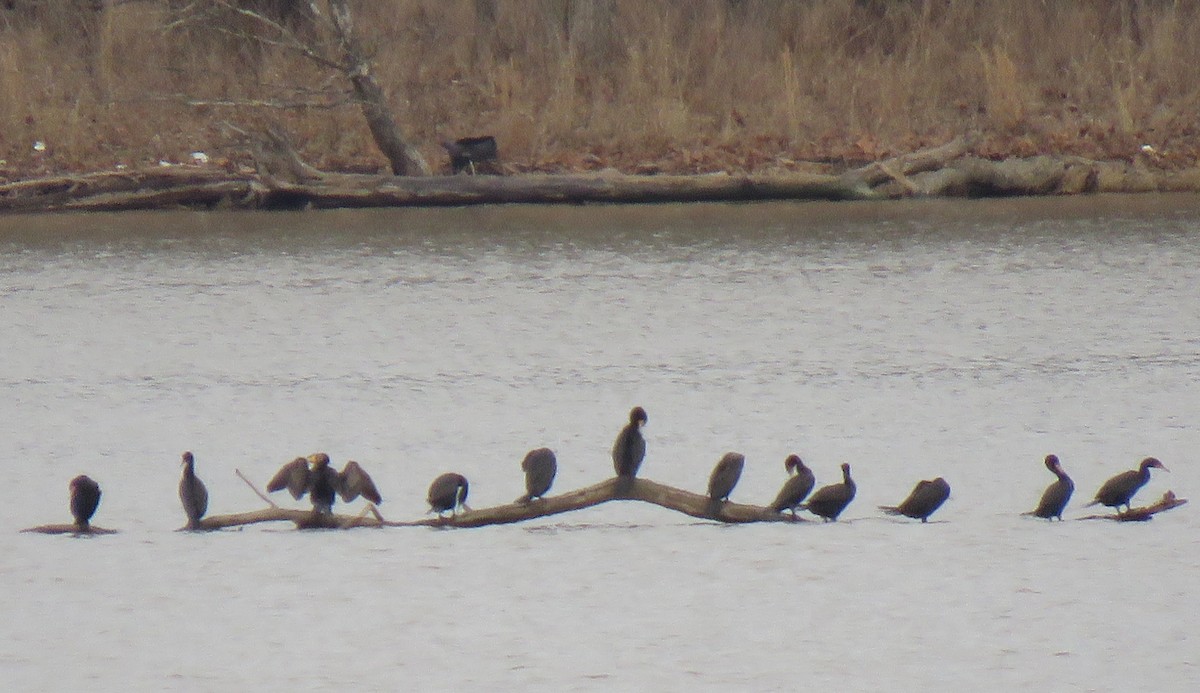 Double-crested Cormorant - ML632009117