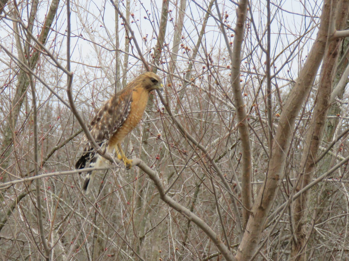 Red-shouldered Hawk - ML632009188