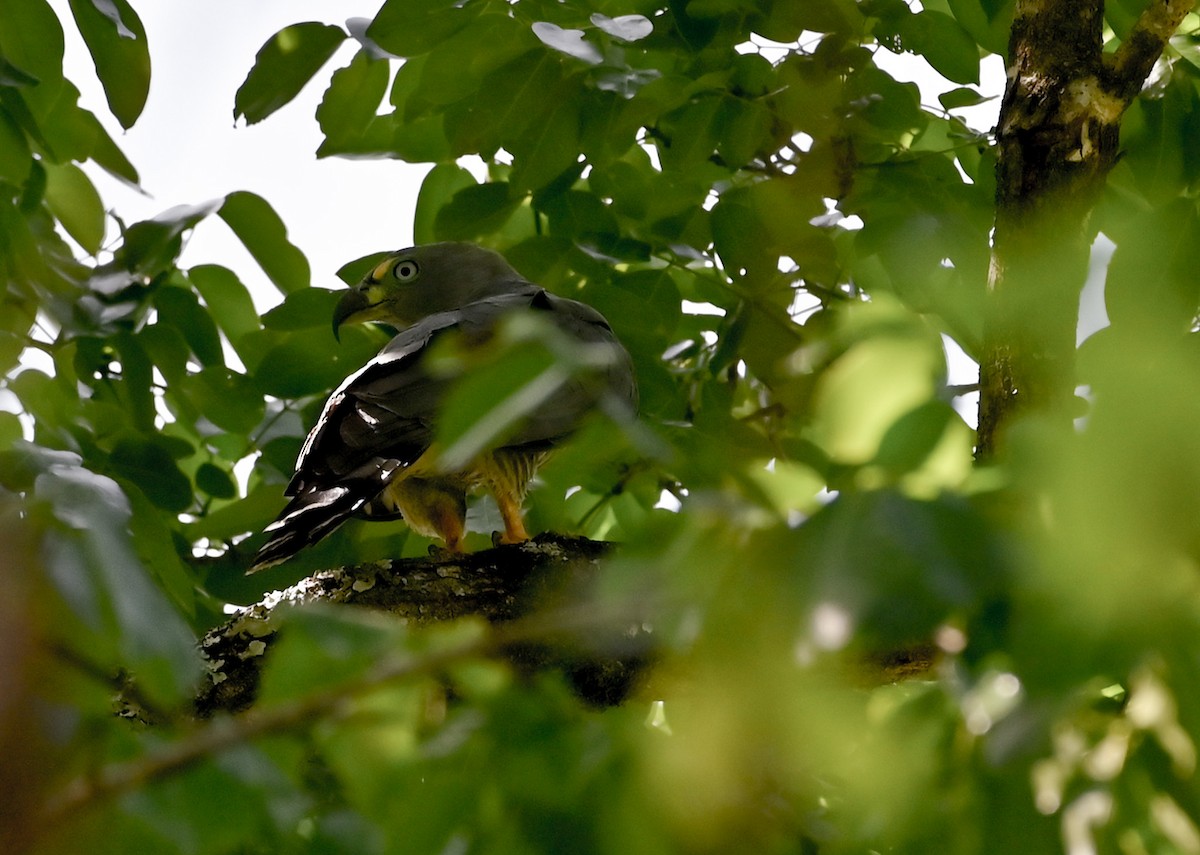 Hook-billed Kite - ML632009210