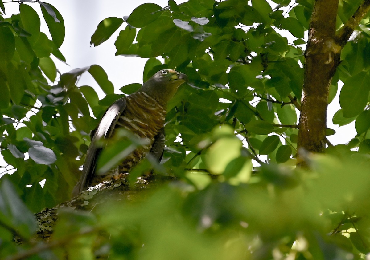 Hook-billed Kite - ML632009211