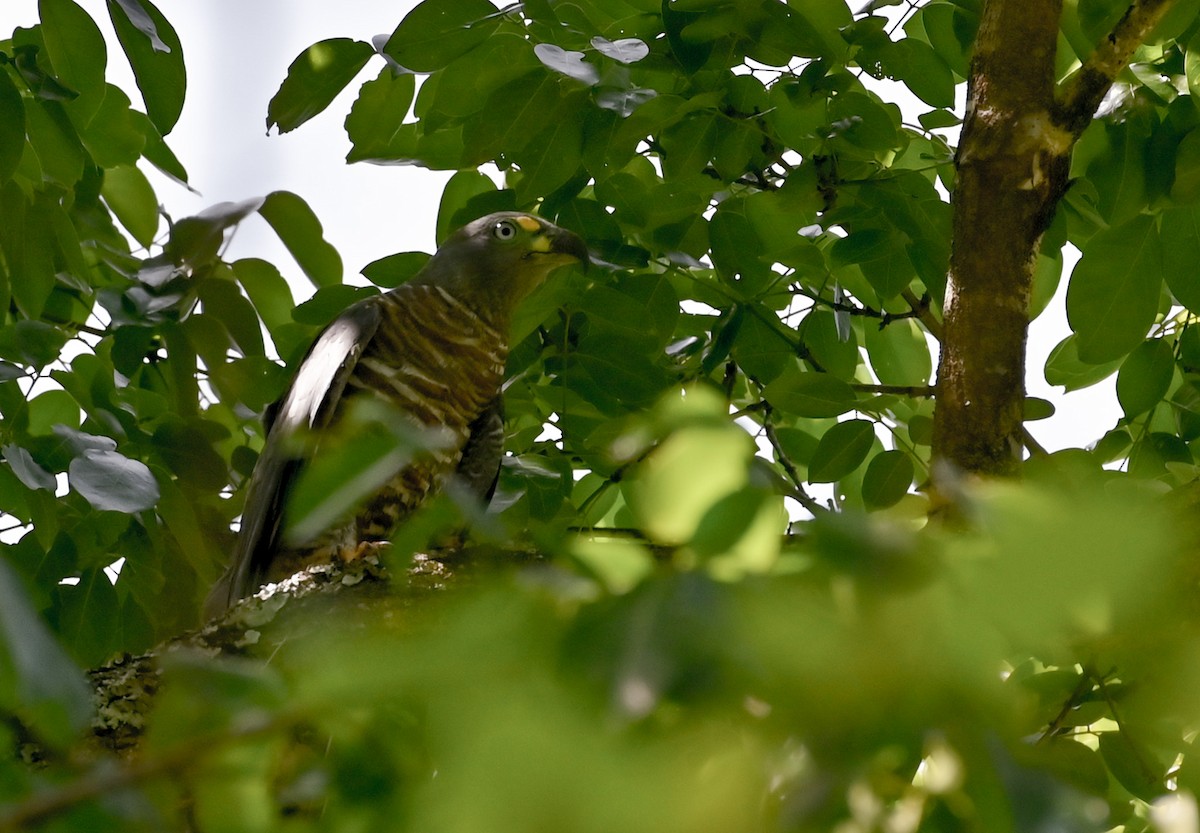 Hook-billed Kite - ML632009212