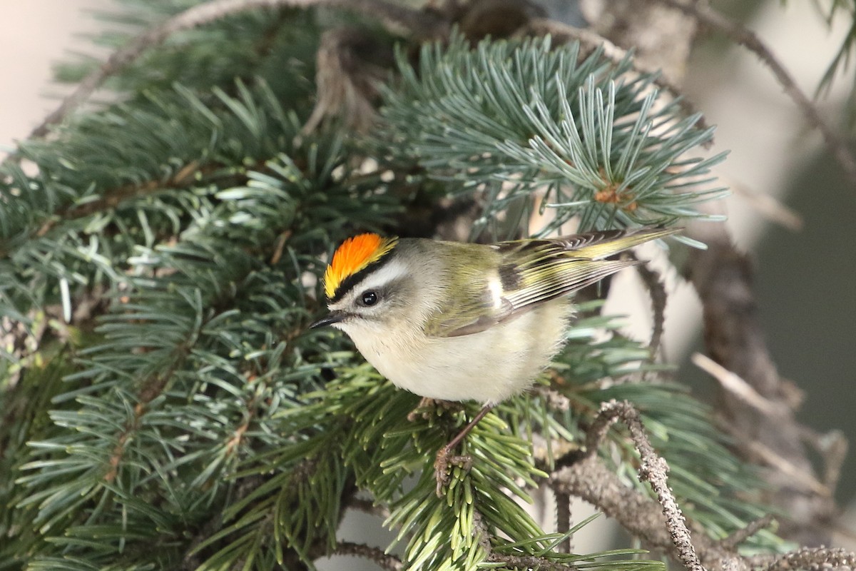 Golden-crowned Kinglet - ML632009218