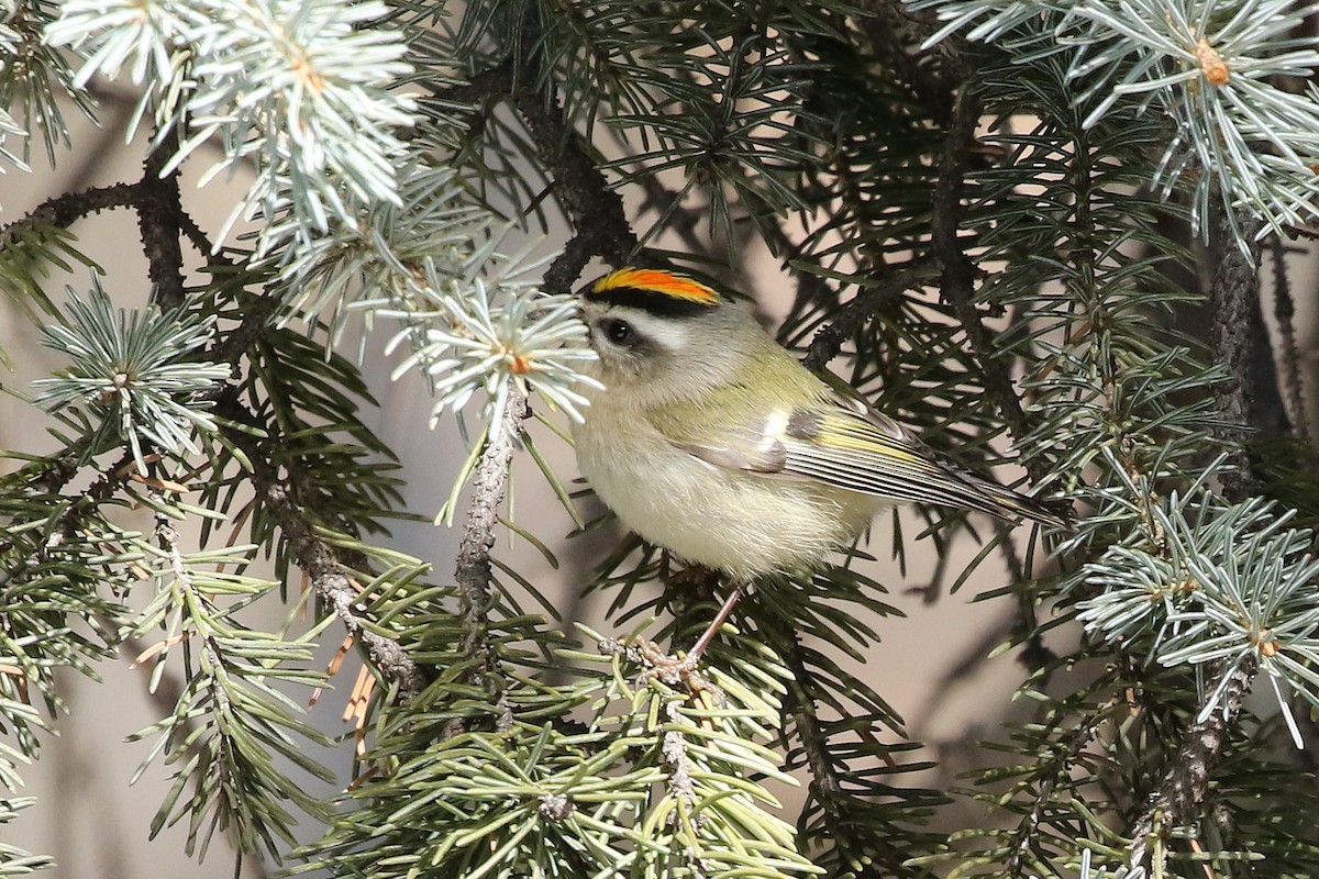 Golden-crowned Kinglet - ML632009227