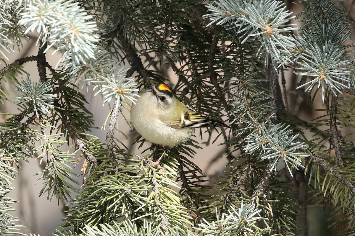 Golden-crowned Kinglet - ML632009230