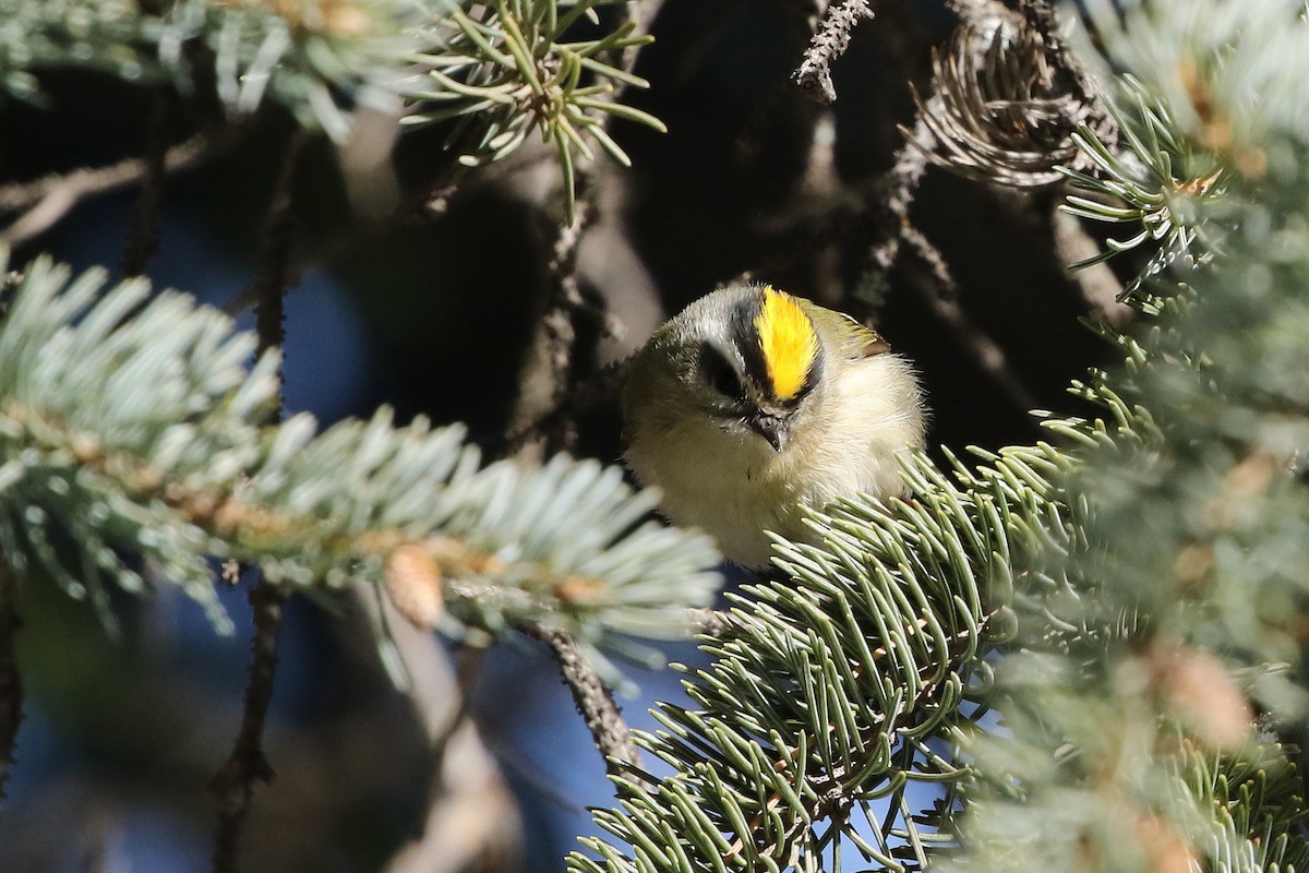 Golden-crowned Kinglet - ML632009236