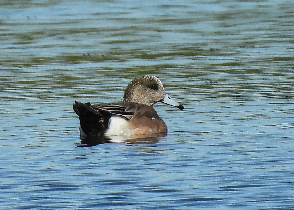 American Wigeon - ML632009252