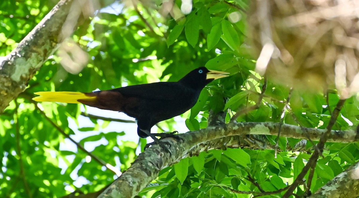 Crested Oropendola - Guillermo Padierna