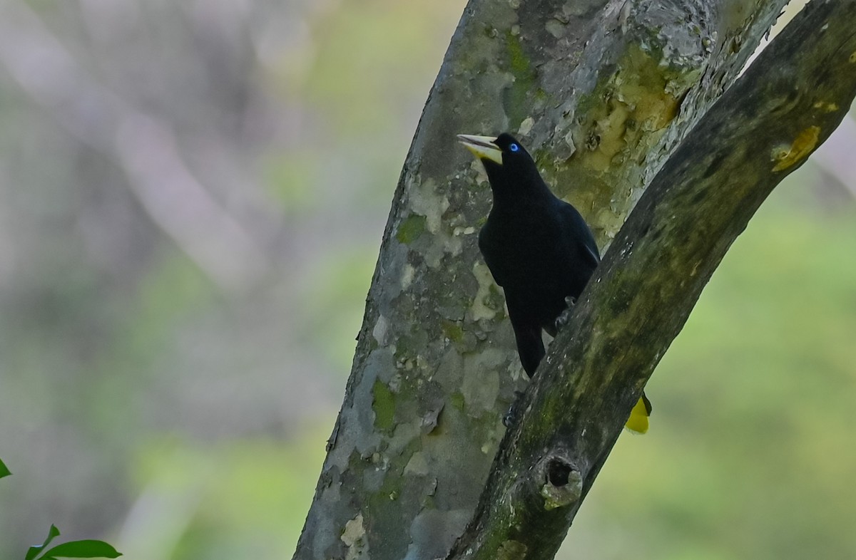 Crested Oropendola - Guillermo Padierna