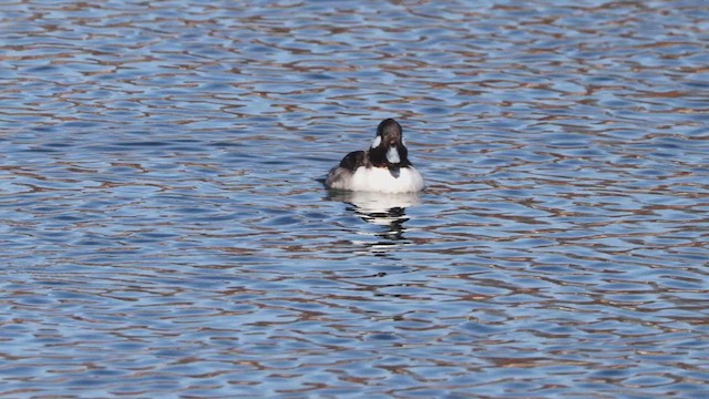 Bufflehead - ML632009292