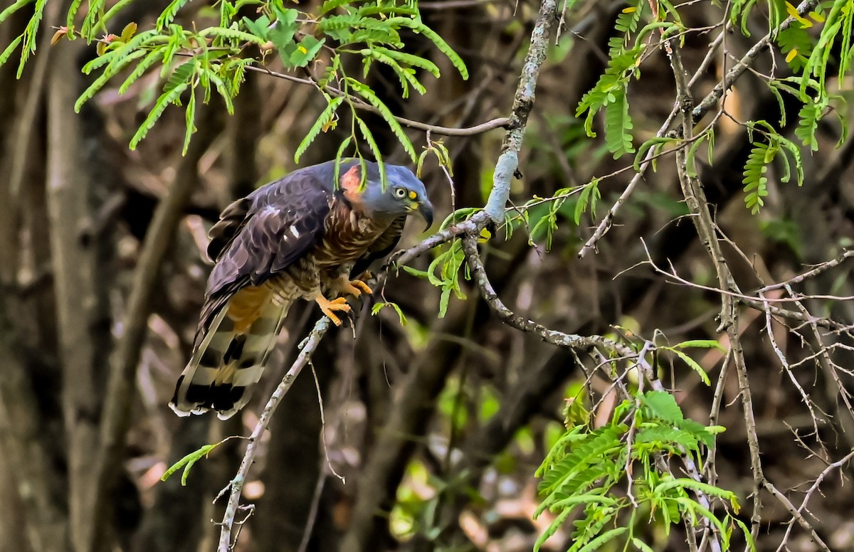 Hook-billed Kite - ML632009401