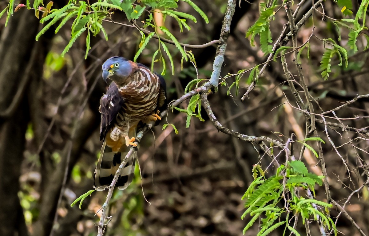 Hook-billed Kite - ML632009404