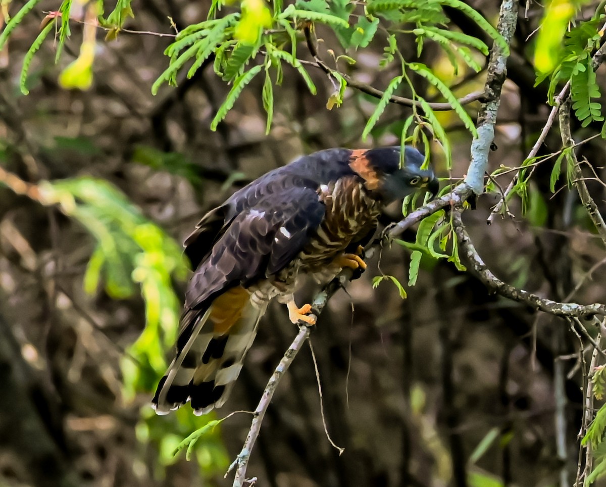 Hook-billed Kite - ML632009419