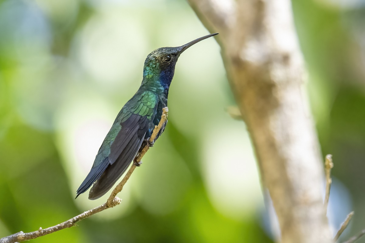 Santa Marta Sabrewing - ML632009656