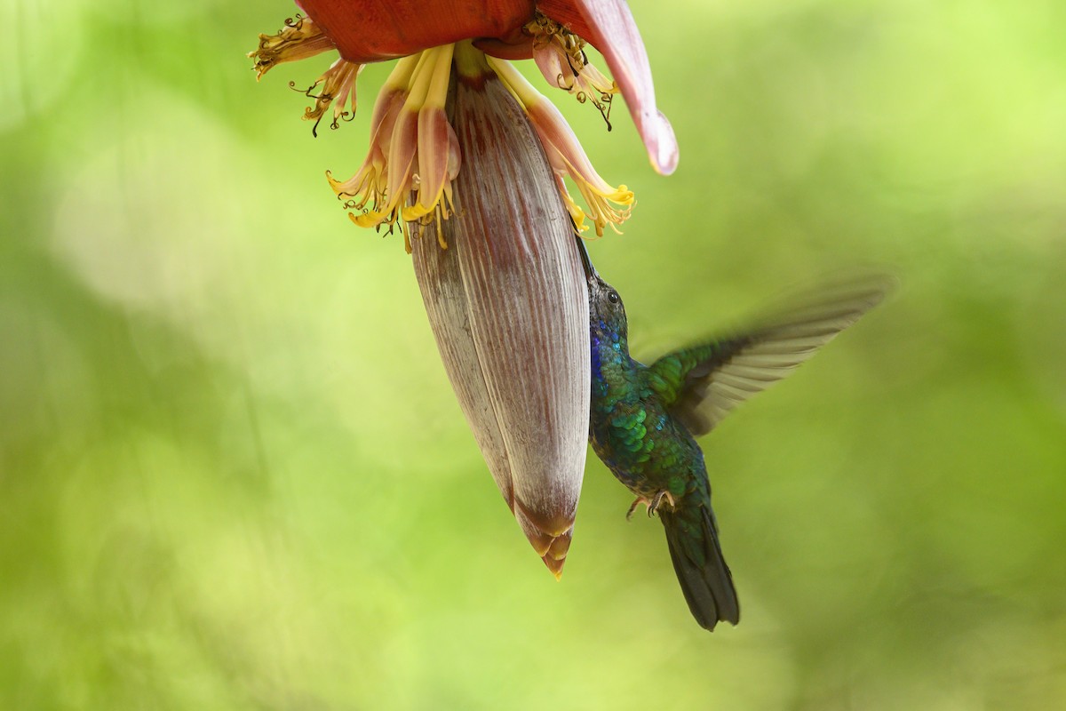 Santa Marta Sabrewing - ML632009658