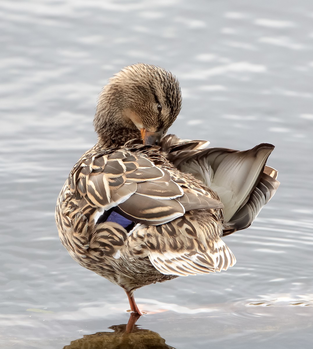 Mallard - ML632009671