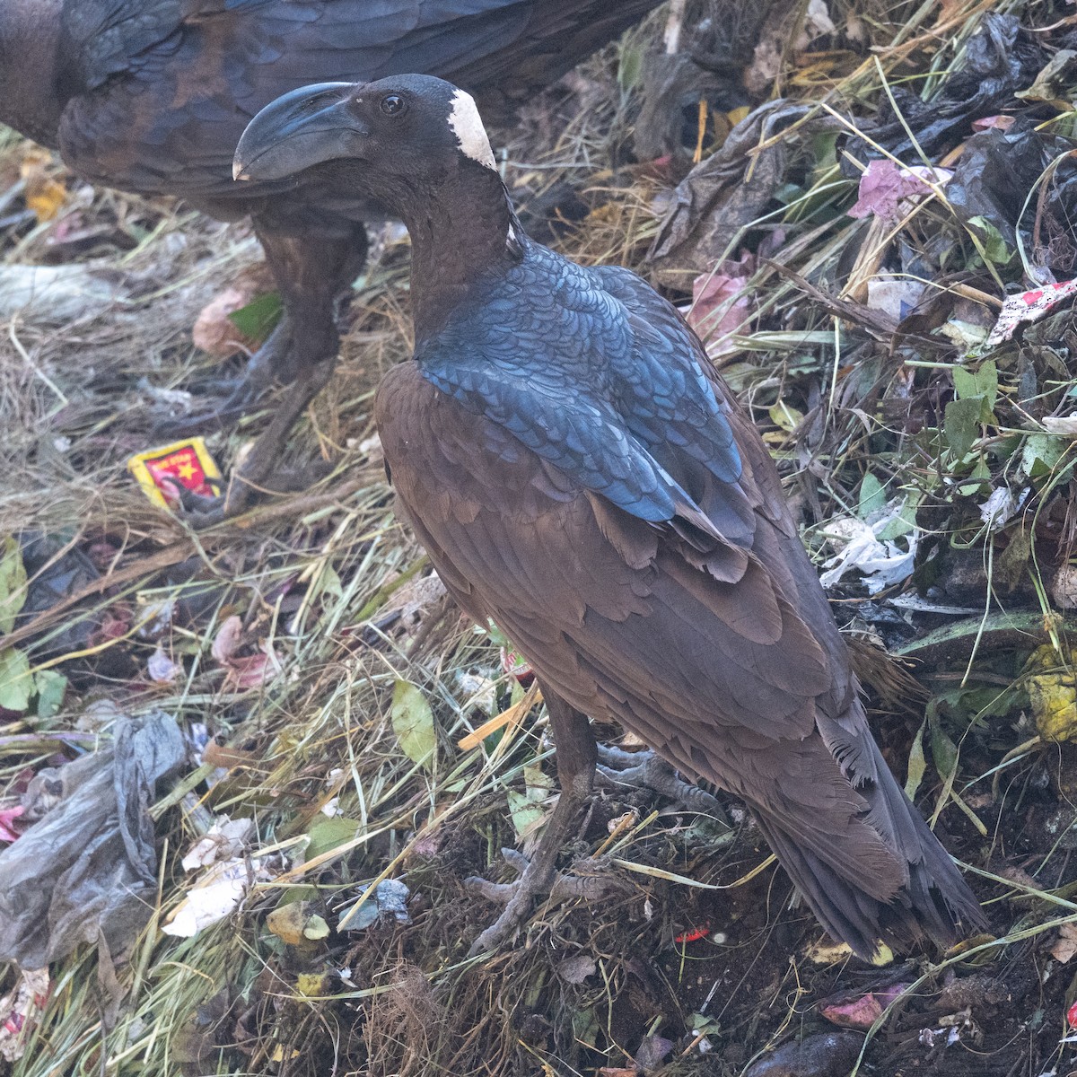 Thick-billed Raven - ML632009760