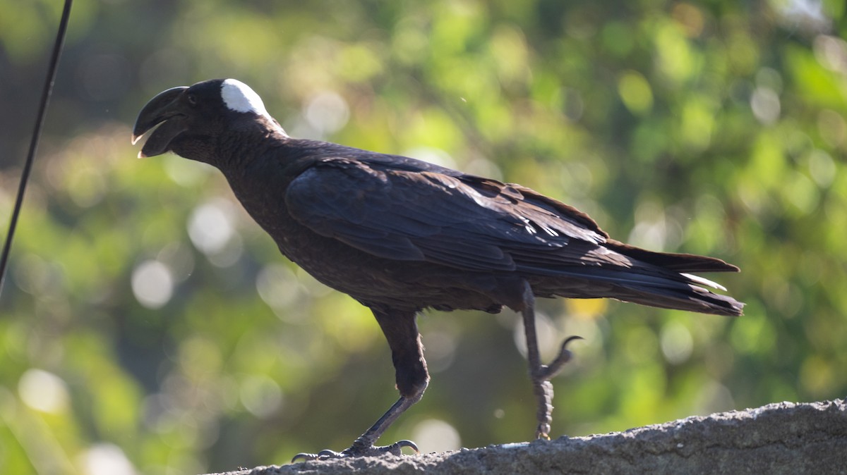 Thick-billed Raven - ML632009761