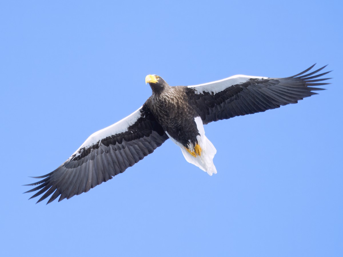 Steller's Sea-Eagle - ML632009832