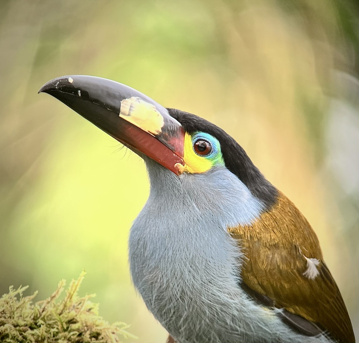 Plate-billed Mountain-Toucan - ML632009843