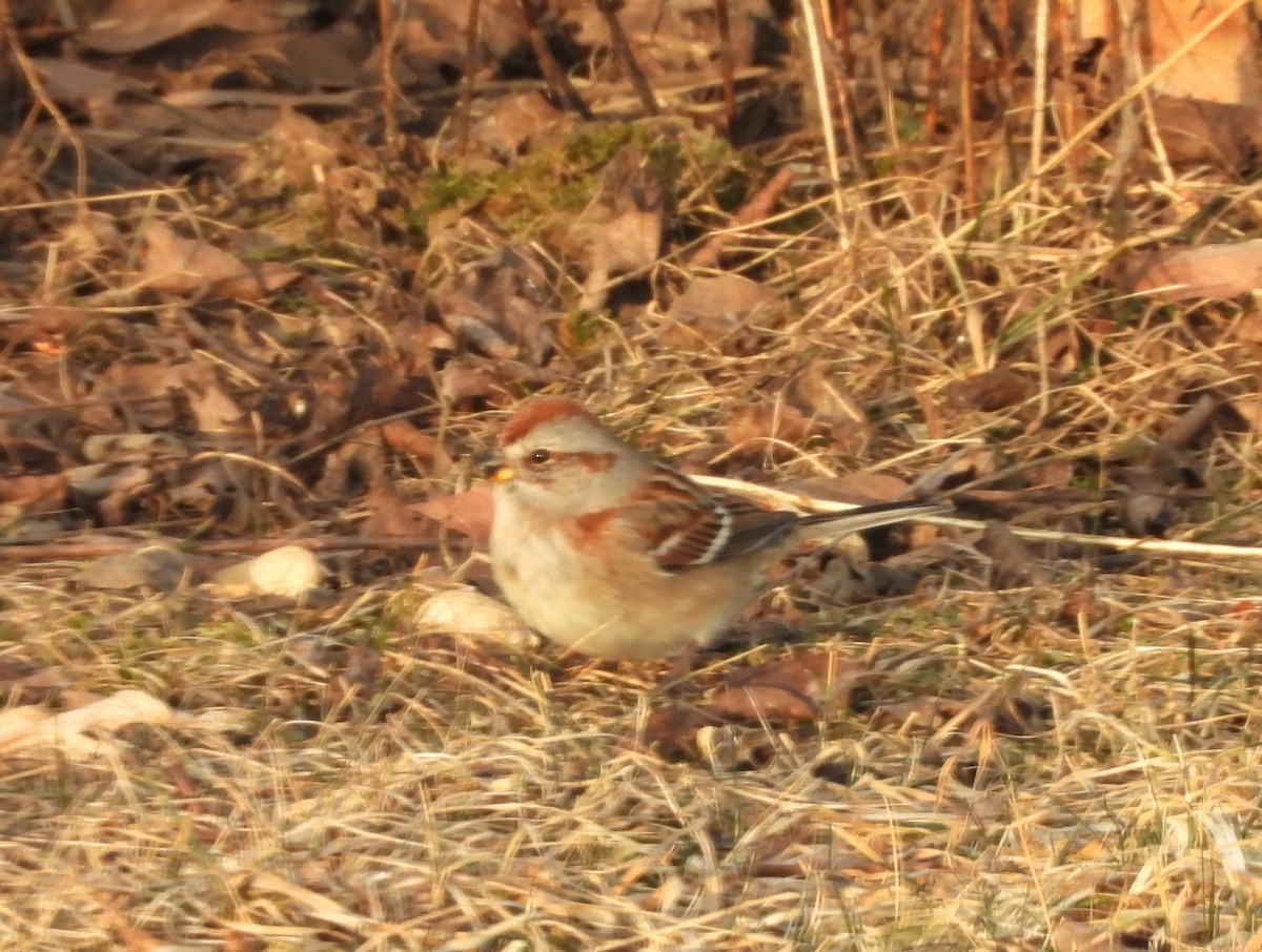 American Tree Sparrow - ML632009850