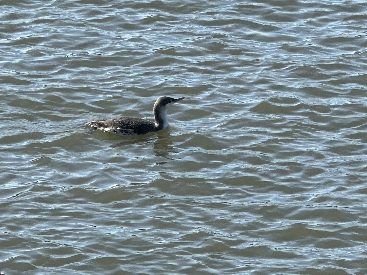 Red-throated Loon - ML632009949