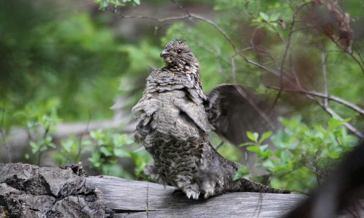 Ruffed Grouse - ML632010002