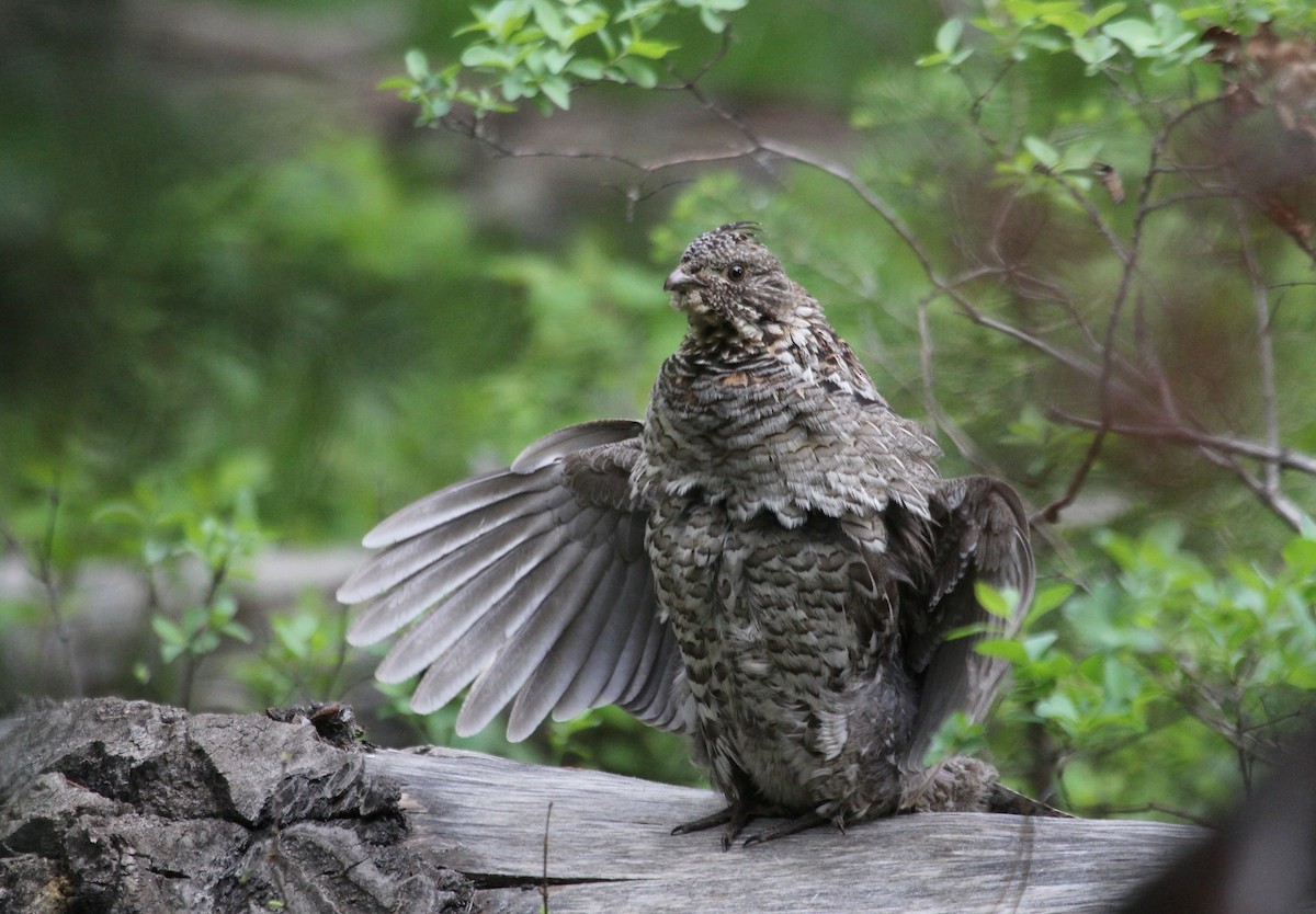 Ruffed Grouse - ML632010003
