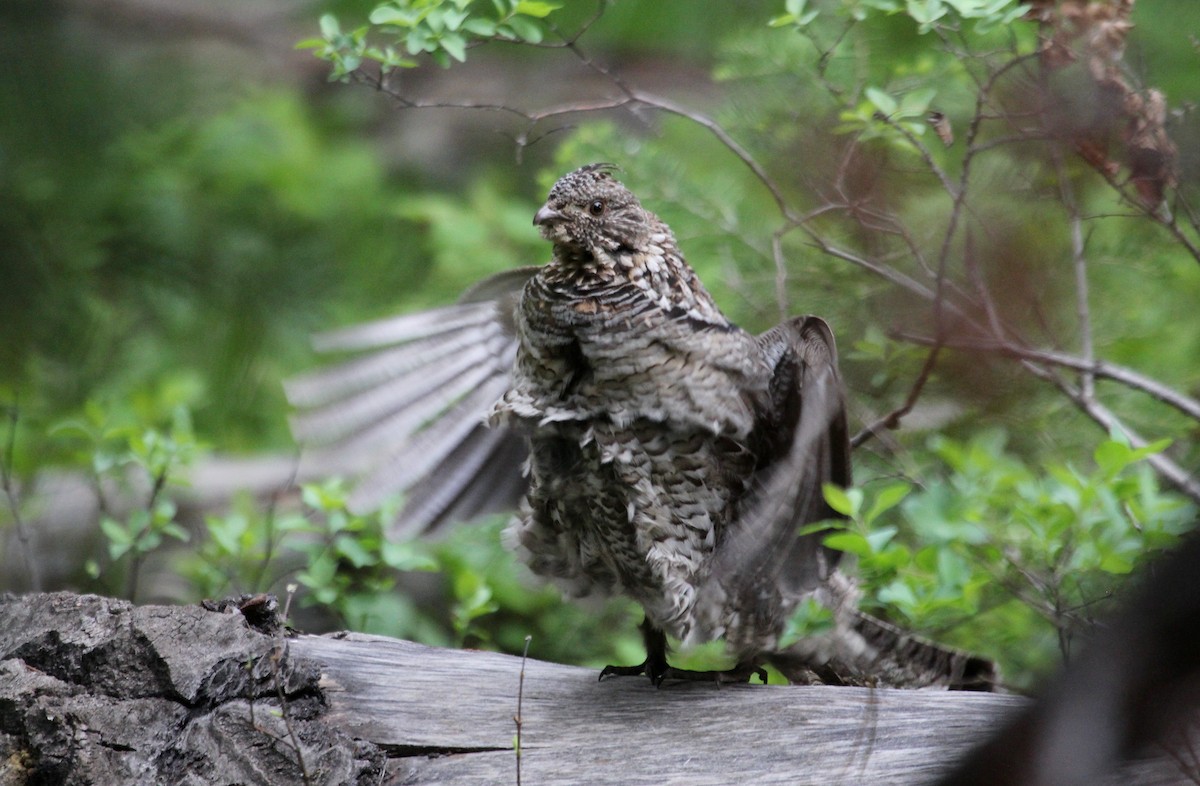 Ruffed Grouse - ML632010004