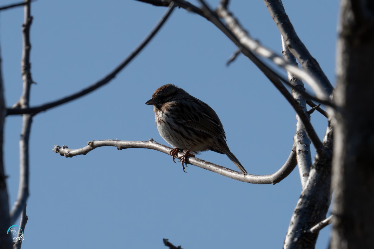 Song Sparrow - ML632010150
