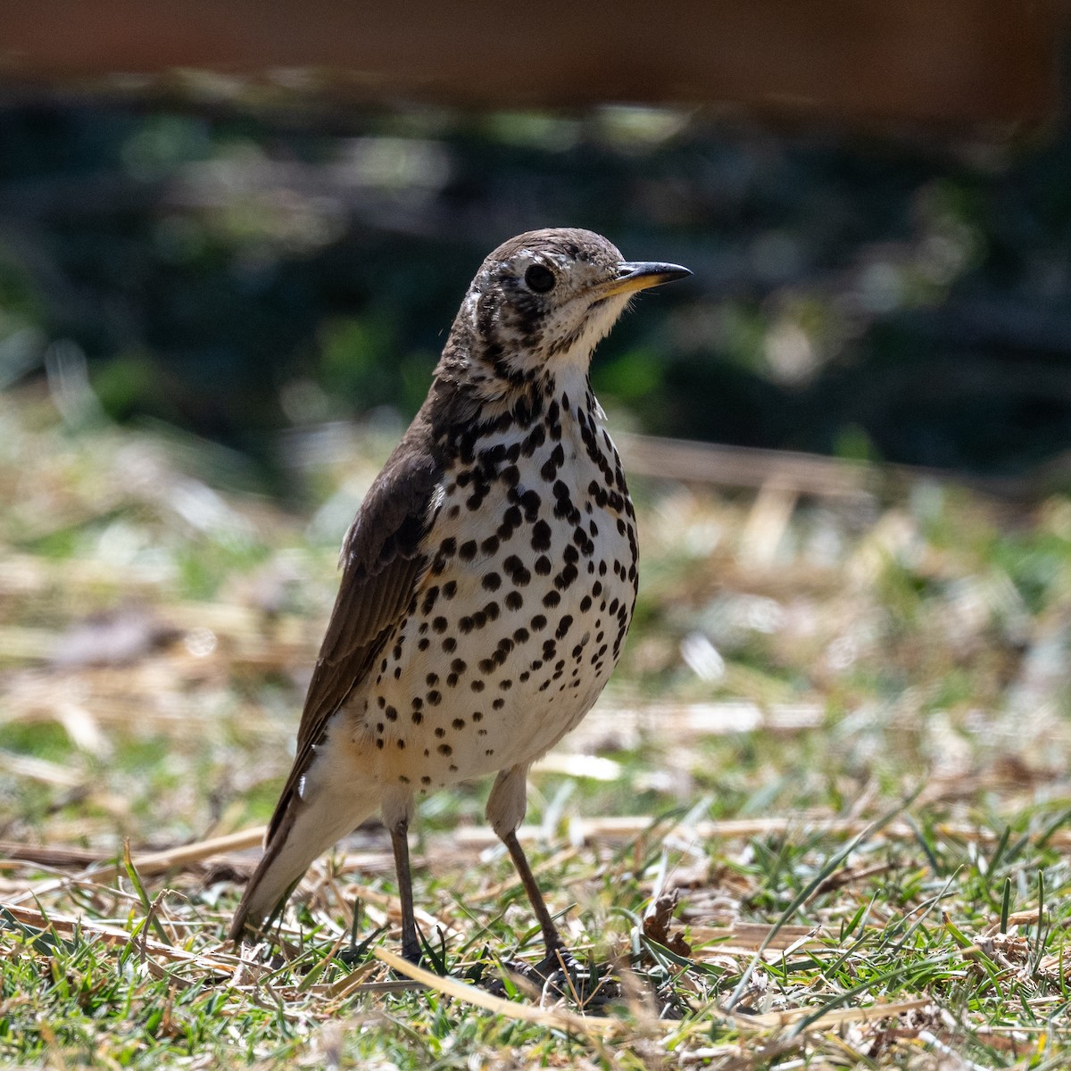 Ethiopian Thrush - ML632010261