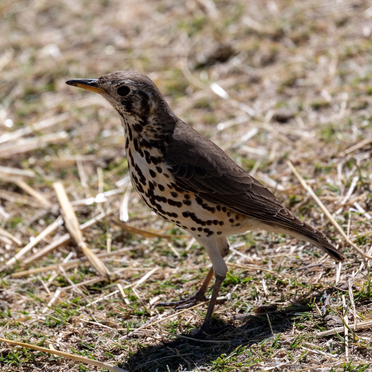Ethiopian Thrush - ML632010263