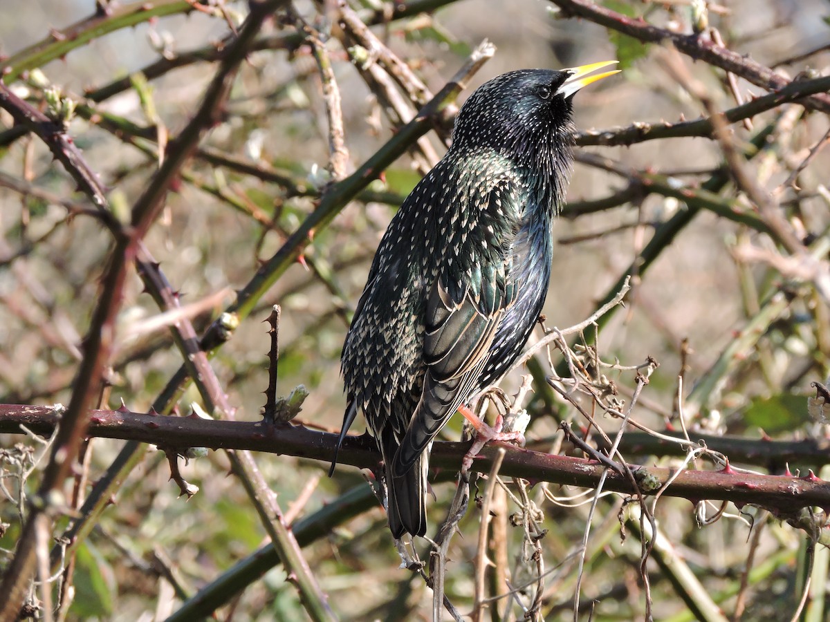 European Starling - ML632010274