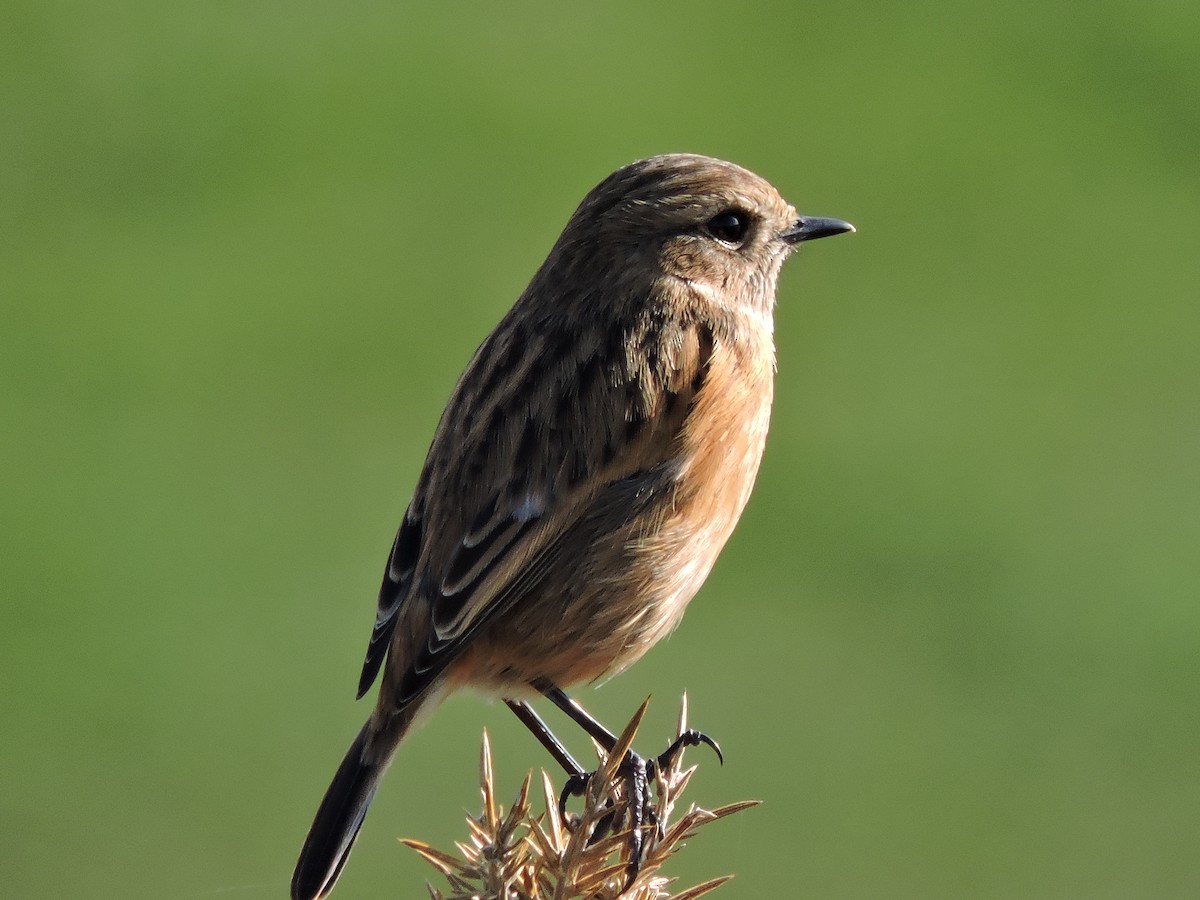European Stonechat - ML632010341