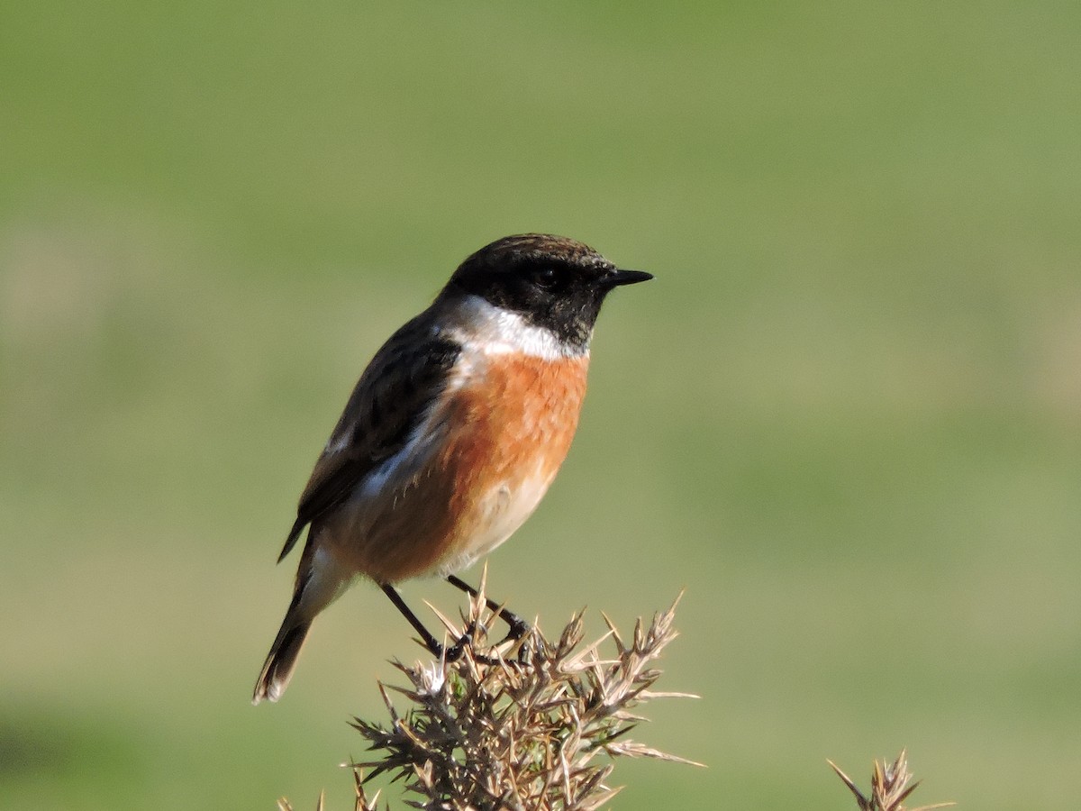 European Stonechat - ML632010342