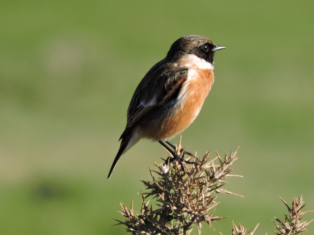 European Stonechat - ML632010343