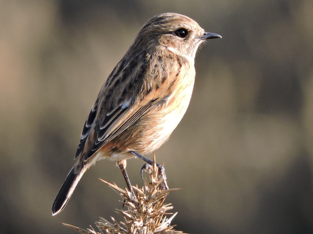European Stonechat - ML632010344