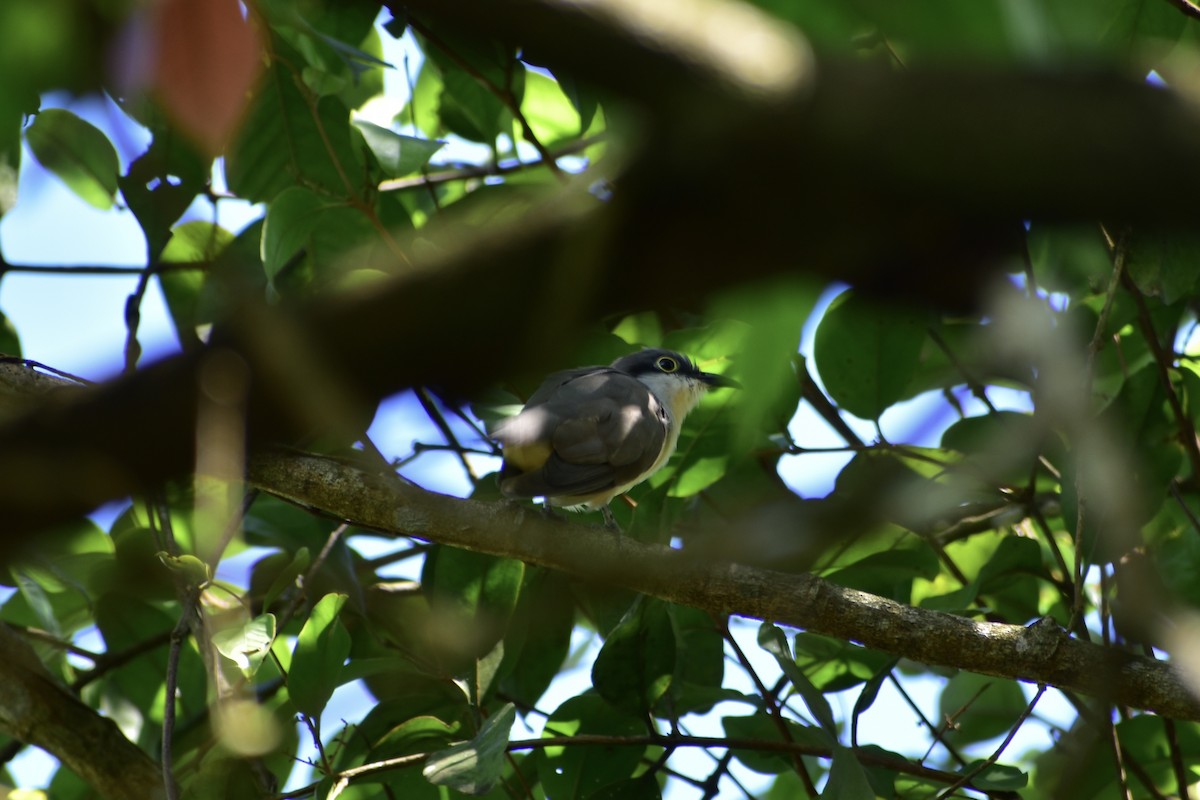 Dark-billed Cuckoo - ML632010420