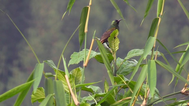 Нектарка бронзова - ML632010563