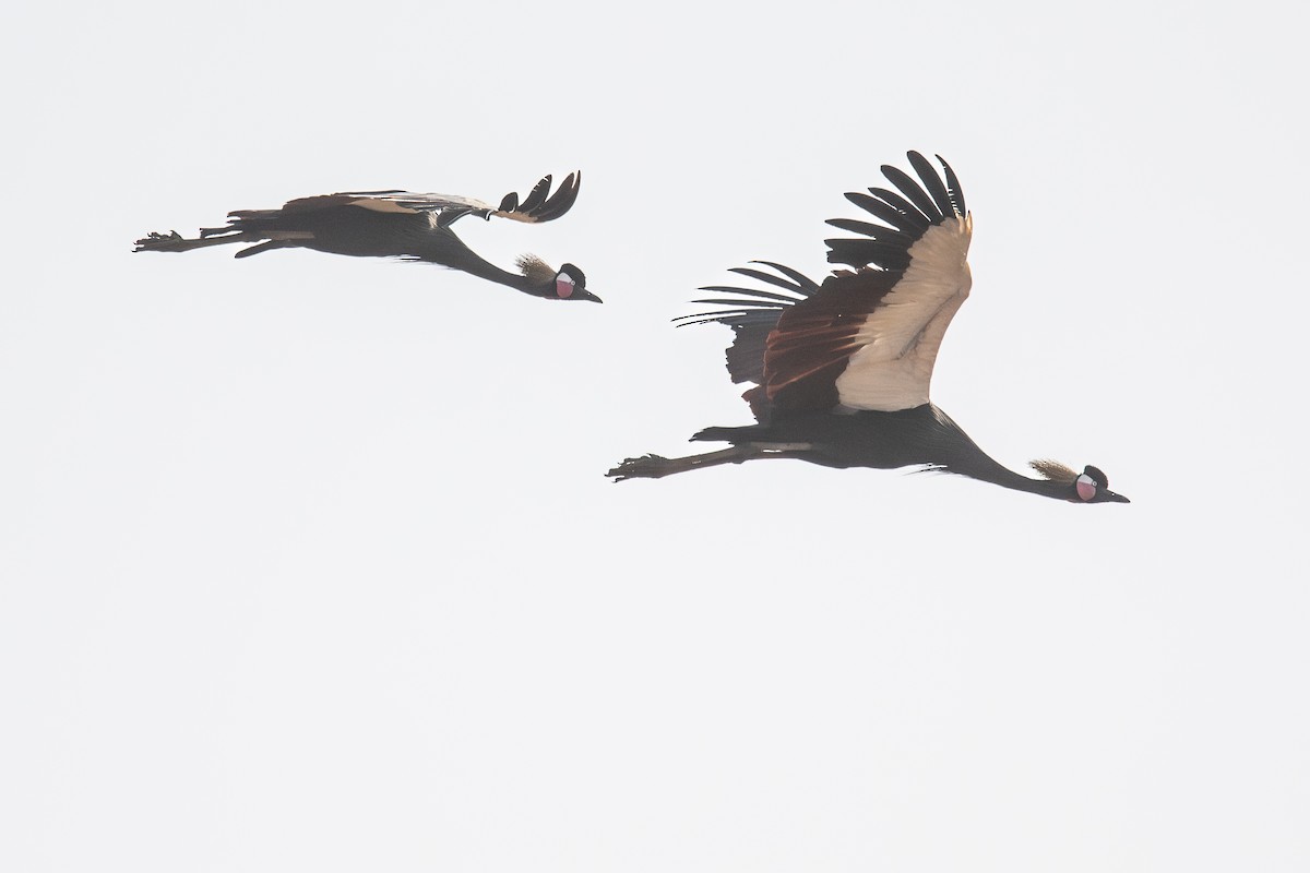 Black Crowned-Crane - ML632010590