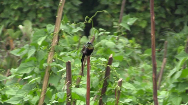 Нектарка бронзова - ML632010744