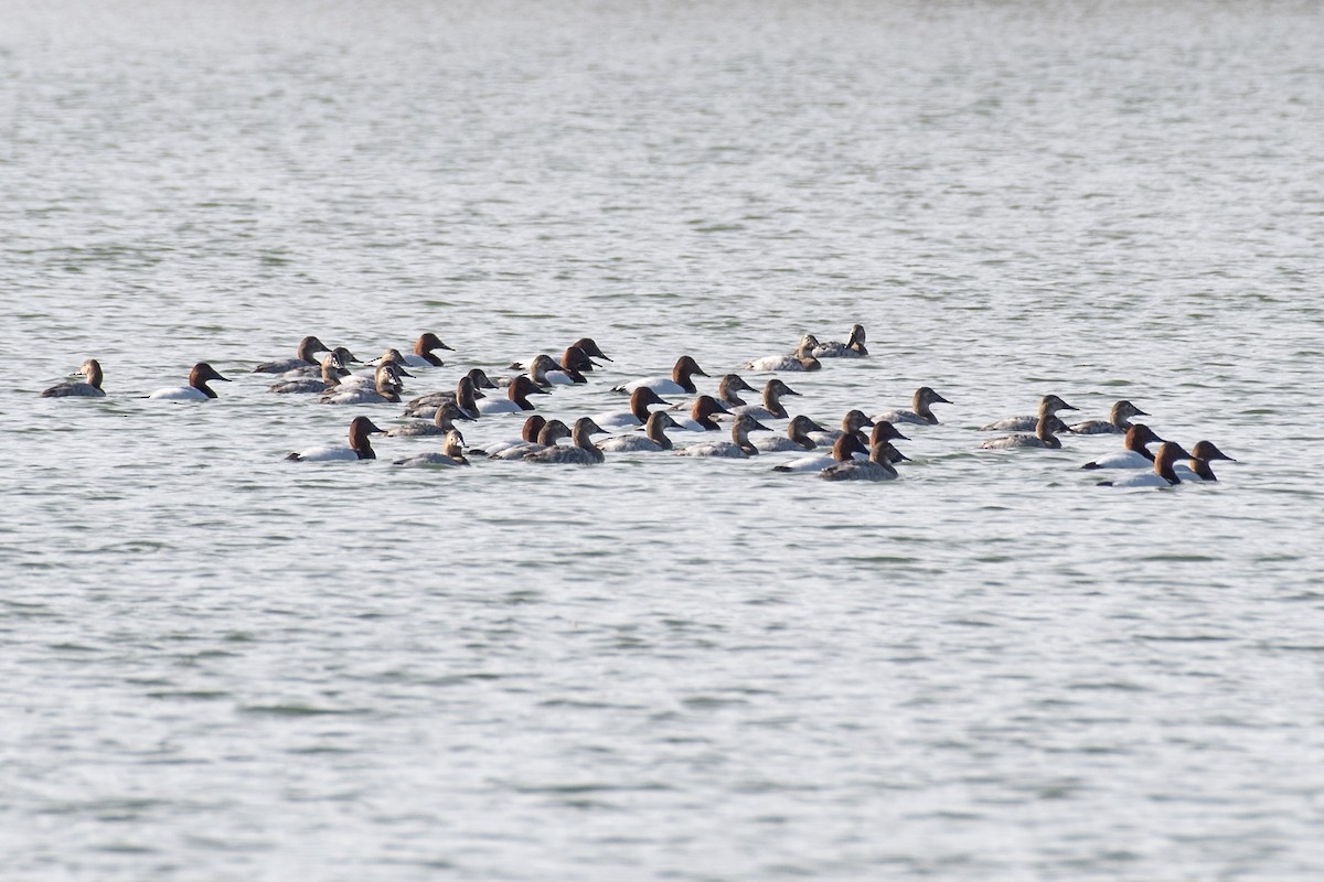 Canvasback - ML632010851