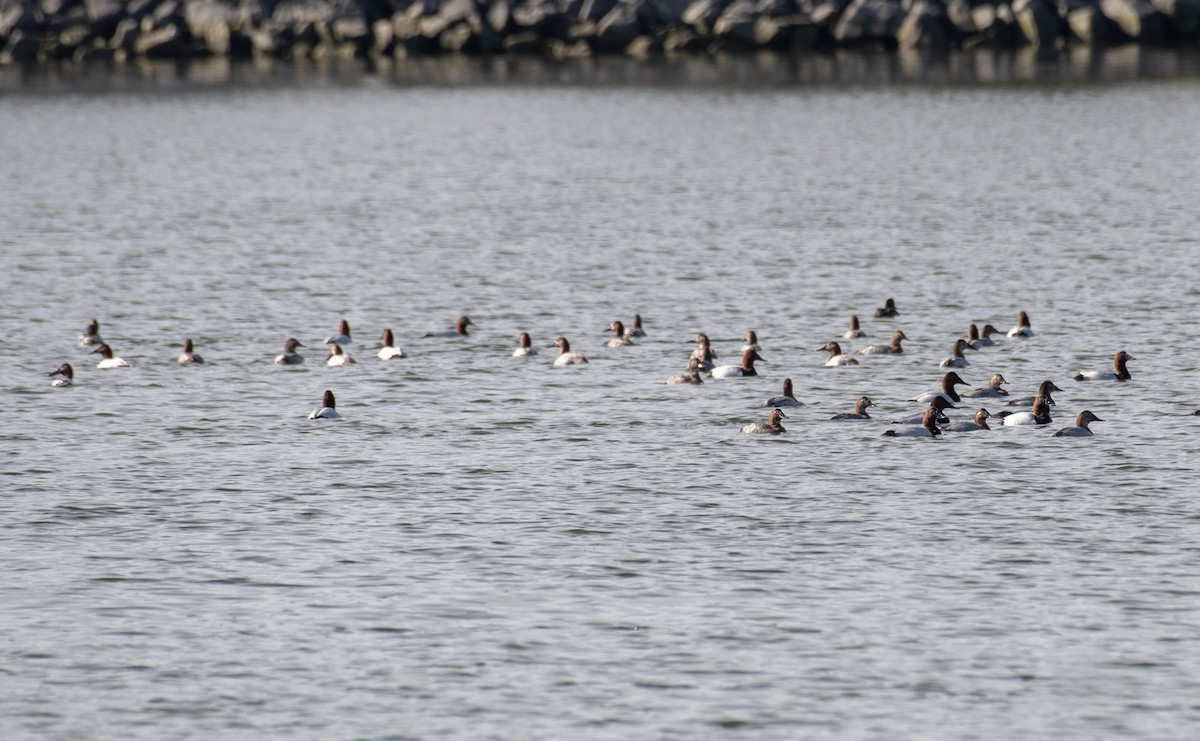 Canvasback - ML632010852