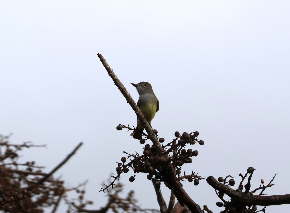 Great Crested Flycatcher - ML632010906