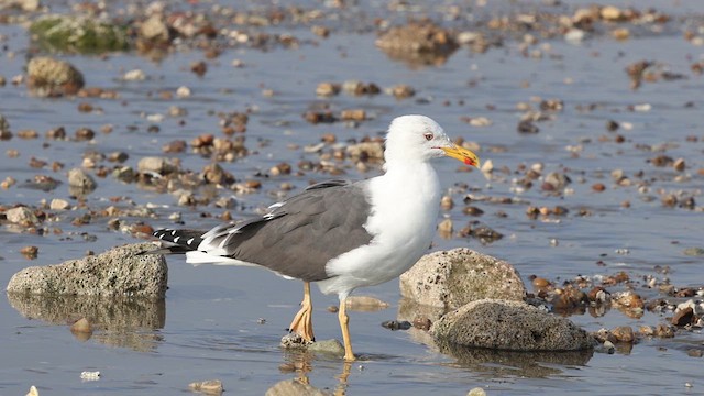 Клуша - ML632010927