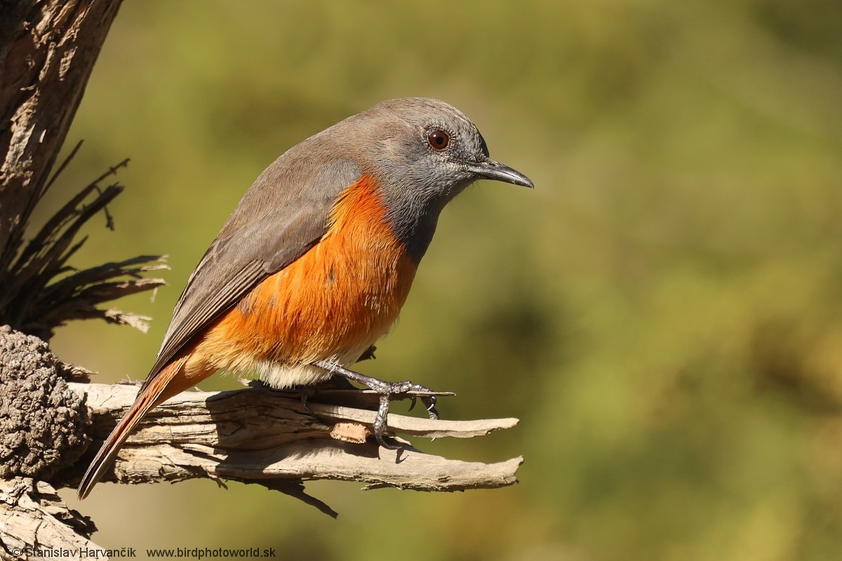 Little Rock-Thrush - ML632010956