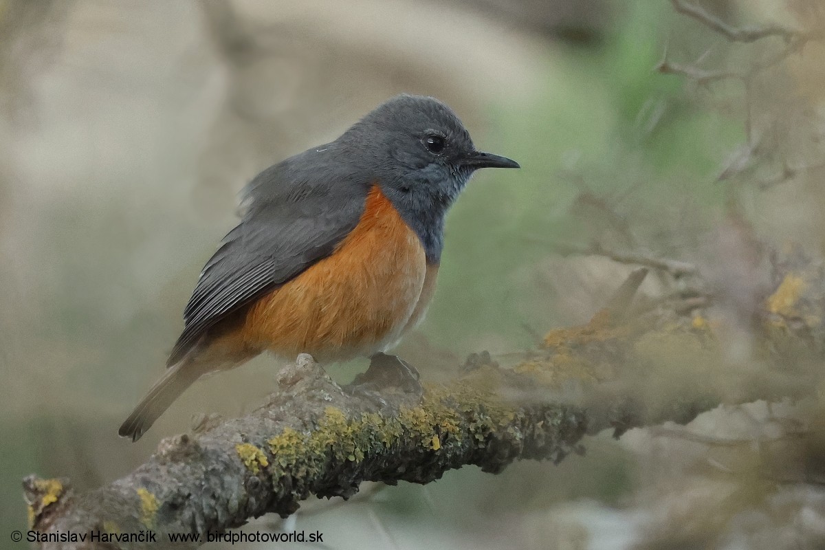 Little Rock-Thrush - ML632010958