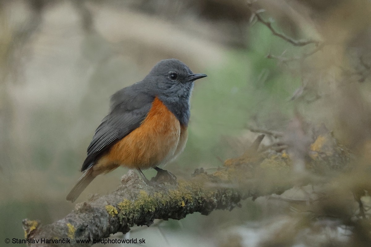 Little Rock-Thrush - ML632010960