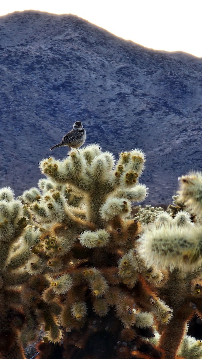 Cactus Wren - ML632010973